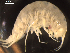  (Paralicella sp. group 1B DZMB_2021_0086 - I18_Ma_18)  @11 [ ] c (2018) Terue Kihara DZMB Senckenberg am Meer