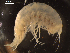  (Paralicella sp. group 1A DZMB_2021_0085 - I18_Ma_19)  @11 [ ] c (2018) Terue Kihara DZMB Senckenberg am Meer