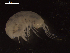  (Tectovalopsis fusilus - I18_Ma_190)  @11 [ ] c (2018) Terue Kihara DZMB Senckenberg am Meer