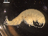  (Paralicella sp. group 2A DZMB_2021_0087 - I18_Ma_21)  @11 [ ] c (2018) Terue Kihara DZMB Senckenberg am Meer