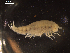  (Paralicella sp. group 2C DZMB_2021_0089 - I18_Ma_22)  @11 [ ] c (2018) Terue Kihara DZMB Senckenberg am Meer