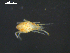  (Copidognathinae - I18_Ma_308)  @11 [ ] c (2018) Terue Kihara DZMB Senckenberg am Meer