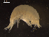  (Paracallisoma aff. alberti - I18_Ma_31)  @11 [ ] c (2018) Terue Kihara DZMB Senckenberg am Meer