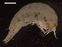  (Hirondellea guyoti - I18_Ma_58)  @11 [ ] c (2018) Terue Kihara DZMB Senckenberg am Meer