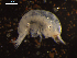  (Hirondellea brevicaudata - I18_Ma_67)  @11 [ ] c (2018) Terue Kihara DZMB Senckenberg am Meer