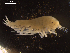  (Paralicella sp. group 2D DZMB_2021_0090 - I18_Ma_96)  @11 [ ] c (2018) Terue Kihara DZMB Senckenberg am Meer
