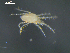 ( - I19_Ma_147)  @11 [ ] c (2019) Terue Kihara DZMB Senckenberg am Meer