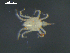  (Lohmannellinae - I19_Ma_150)  @11 [ ] c (2019) Terue Kihara DZMB Senckenberg am Meer