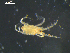  (Halacarus sp. 2_FD - I19_Ma_155)  @11 [ ] c (2019) Terue Kihara DZMB Senckenberg am Meer