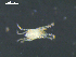  ( - I19_Ma_157)  @11 [ ] c (2019) Terue Kihara DZMB Senckenberg am Meer