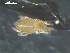  ( - I19_Ma_163)  @11 [ ] c (2019) Terue Kihara DZMB Senckenberg am Meer