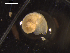  ( - I19_Ma_22)  @11 [ ] c (2019) Terue Kihara DZMB Senckenberg am Meer