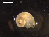  ( - I19_Ma_24)  @11 [ ] c (2019) Terue Kihara DZMB Senckenberg am Meer