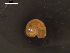  (Anatoma declivis - I19_Ma_3)  @11 [ ] c (2019) Terue Kihara DZMB Senckenberg am Meer