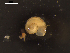  ( - I19_Ma_42)  @11 [ ] c (2019) Terue Kihara DZMB Senckenberg am Meer