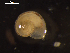  ( - I19_Ma_46)  @11 [ ] c (2019) Terue Kihara DZMB Senckenberg am Meer