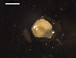  ( - I19_Ma_50)  @11 [ ] c (2019) Terue Kihara DZMB Senckenberg am Meer