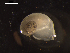  (Anatoma sp. 1 DZMB_2021_0095 - I19_Ma_53)  @11 [ ] c (2019) Terue Kihara DZMB Senckenberg am Meer
