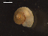  ( - I19_Ma_58)  @11 [ ] c (2019) Terue Kihara DZMB Senckenberg am Meer
