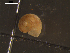  ( - I19_Ma_59)  @11 [ ] c (2019) Terue Kihara DZMB Senckenberg am Meer