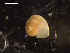  ( - I19_Ma_65)  @11 [ ] c (2019) Terue Kihara DZMB Senckenberg am Meer