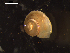  ( - I19_Ma_66)  @11 [ ] c (2019) Terue Kihara DZMB Senckenberg am Meer