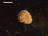  ( - I19_Ma_67)  @11 [ ] c (2019) Terue Kihara DZMB Senckenberg am Meer