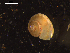  ( - I19_Ma_68)  @11 [ ] c (2019) Terue Kihara DZMB Senckenberg am Meer