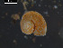  ( - I19_Ma_76)  @11 [ ] c (2019) Terue Kihara DZMB Senckenberg am Meer
