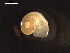  ( - I19_Ma_8)  @11 [ ] c (2019) Terue Kihara DZMB Senckenberg am Meer