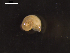  ( - I19_Ma_9)  @11 [ ] c (2019) Terue Kihara DZMB Senckenberg am Meer