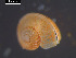  ( - I19_Ma_93)  @11 [ ] c (2019) Terue Kihara DZMB Senckenberg am Meer