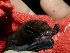  (Pipistrellus cf. tenuis - INDOBIOSYS-CCDB25343-A09)  @11 [ ] CreativeCommons - Attribution Non-Commercial Share-Alike (2016) SNSB, Staatliche Naturwissenschaftliche Sammlungen Bayerns ZSM (SNSB, Zoologische Staatssammlung Muenchen)