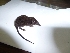  ( - INDOBIOSYS-CCDB25346-E08)  @11 [ ] CreativeCommons - Attribution Non-Commercial Share-Alike (2016) SNSB, Staatliche Naturwissenschaftliche Sammlungen Bayerns ZSM (SNSB, Zoologische Staatssammlung Muenchen)