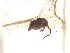  ( - INDOBIOSYS-CCDB25346-F06)  @11 [ ] CreativeCommons - Attribution Non-Commercial Share-Alike (2016) SNSB, Staatliche Naturwissenschaftliche Sammlungen Bayerns ZSM (SNSB, Zoologische Staatssammlung Muenchen)