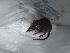  ( - INDOBIOSYS-CCDB25346-F07)  @11 [ ] CreativeCommons - Attribution Non-Commercial Share-Alike (2016) SNSB, Staatliche Naturwissenschaftliche Sammlungen Bayerns ZSM (SNSB, Zoologische Staatssammlung Muenchen)