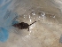  ( - INDOBIOSYS-CCDB25346-F11)  @11 [ ] CreativeCommons - Attribution Non-Commercial Share-Alike (2016) SNSB, Staatliche Naturwissenschaftliche Sammlungen Bayerns ZSM (SNSB, Zoologische Staatssammlung Muenchen)