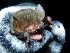  (Kerivoula papillosa - INDOBIOSYS-CCDB25346-G12)  @11 [ ] CreativeCommons - Attribution Non-Commercial Share-Alike (2016) SNSB, Staatliche Naturwissenschaftliche Sammlungen Bayerns ZSM (SNSB, Zoologische Staatssammlung Muenchen)