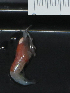  ( - I15_112)  @11 [ ] Copyright (2015) Terue Cristina Kihara German Center for Marine Biodiversity Research