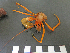  (Parapagurus andreui - I15_131)  @11 [ ] Copyright © (2025) Terue Cristina Kihara German Center for Marine Biodiversity Research