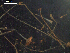  ( - I15_223)  @11 [ ] Copyright © (2025) Terue Cristina Kihara German Center for Marine Biodiversity Research