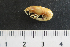  ( - I15_237)  @11 [ ] Copyright (2015) Terue Cristina Kihara German Center for Marine Biodiversity Research