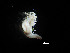  (Amphisamytha wocanensis - I15_244)  @11 [ ] Copyright © (2025) Terue Cristina Kihara German Center for Marine Biodiversity Research