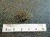  ( - I15_247)  @11 [ ] Copyright © (2025) Terue Cristina Kihara German Center for Marine Biodiversity Research