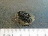  ( - I15_247)  @11 [ ] Copyright © (2025) Terue Cristina Kihara German Center for Marine Biodiversity Research