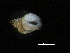  (Phymorhynchus moskalevi - I15_249)  @11 [ ] Copyright © (2025) Terue Cristina Kihara German Center for Marine Biodiversity Research