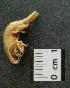  ( - I15_263)  @11 [ ] Copyright (2015) Terue Cristina Kihara German Center for Marine Biodiversity Research