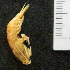  ( - I15_265)  @11 [ ] Copyright (2015) Terue Cristina Kihara German Center for Marine Biodiversity Research