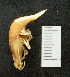  ( - I15_266)  @11 [ ] Copyright (2015) Terue Cristina Kihara German Center for Marine Biodiversity Research