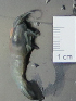  ( - I15_80)  @11 [ ] Copyright (2015) Terue Cristina Kihara German Center for Marine Biodiversity Research